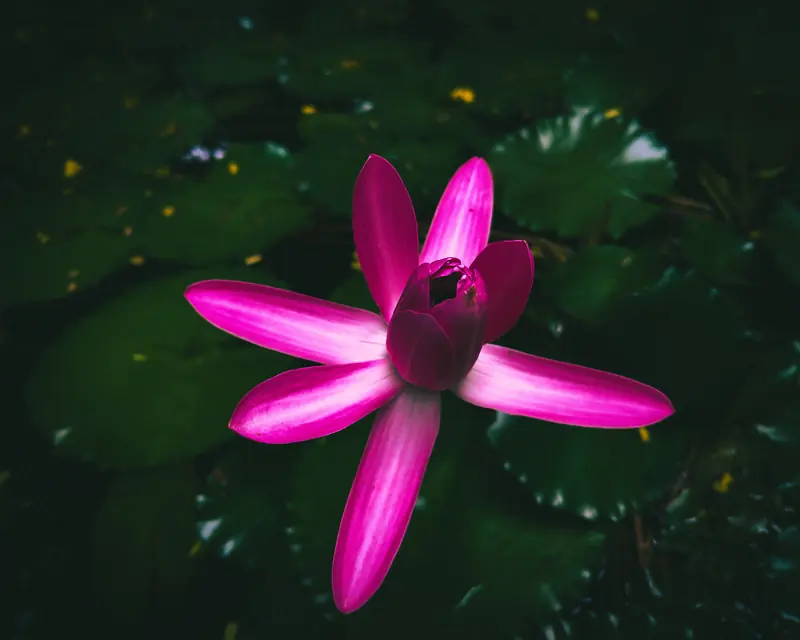 Photograph 14 by Sangam Pratap Singh