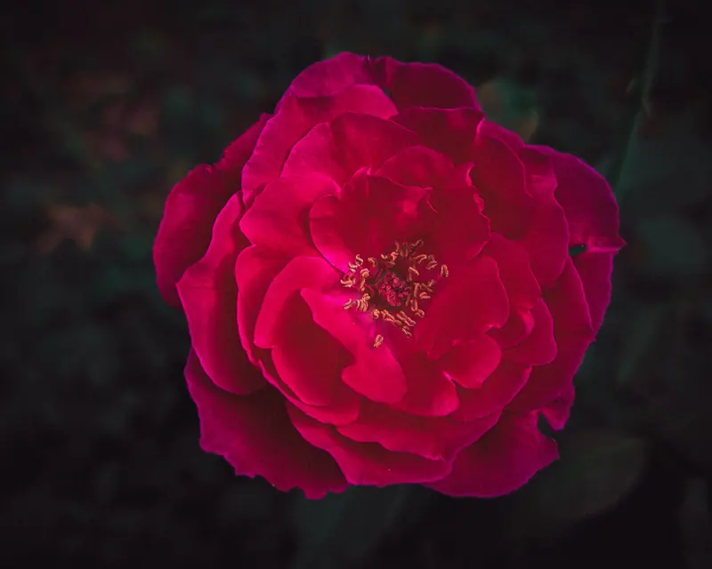 Photograph 21 by Sangam Pratap Singh